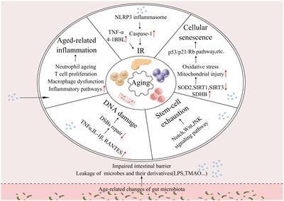 Intestinal microbiota: a new perspective on delaying aging?